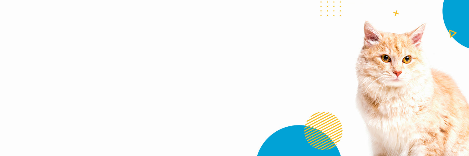 Banner Cat Image - Pet Supermarket